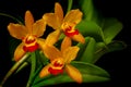 Vibrant and beautiful orange red colored epc kyoguchi happy field orchids