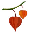 Clipart of orange and red colored physalis fruits hanging on the branches of the tree vector or color illustration