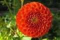 Orange dahlia flower on a nature background. Closeup. Macro Royalty Free Stock Photo