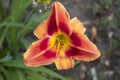 Orange-red daylily flower Royalty Free Stock Photo