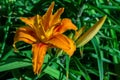 Orange-red Daylily flower Latin: Hemerocallis on green leaves background in floral garden. Flower close up. Soft selective focus Royalty Free Stock Photo