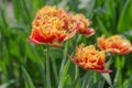 Tulips called Golddust. Fringed peony tulip Royalty Free Stock Photo