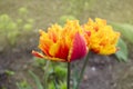 Tulips called Golddust. Fringed peony tulip Royalty Free Stock Photo