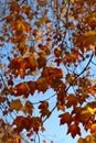 Orange and red fall leaves vertical photograph