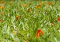 Orange and red flower beds and lawns Royalty Free Stock Photo