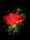 ORANGE RED FLOWER BLACK  VINTAGE  BACKGROUND Royalty Free Stock Photo