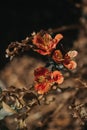 Orange red flower detail, in Eze exotic garden Royalty Free Stock Photo
