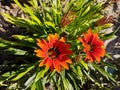 Orange red flower Gazania rigens