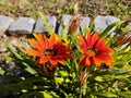 Orange red flower Gazania rigens