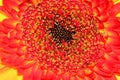 Orange and red flower macro Royalty Free Stock Photo