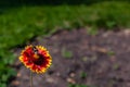 orange-red flower on which the bumblebee sits Royalty Free Stock Photo