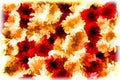 Orange red flower in white frame abstract background. Floral abstraction digital illustration. Faded flower texture Royalty Free Stock Photo