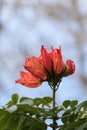 Orange red flowers on an African tulip tree Spathodea campanulata