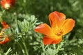 Orange and red flowers of Eschscholzia close-up from the genus Papaveraceae