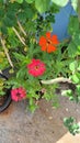 Orange, red and pink flowers in pot