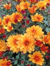 Orange and red flowers from a Spherical Chrysant