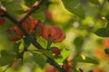 Orange red flowers on tree in summer day Royalty Free Stock Photo