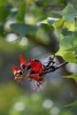 Orange red flowers and tri-lobed foliage of the Australian native Bats Wing Coral Tree Erythrina vespertilio, family Fabaceae Royalty Free Stock Photo