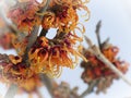 Orange Red Flowers Witch Hazel Plant in Winter Blooming Royalty Free Stock Photo