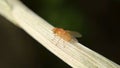 An orange-red fly perched on a tree branch. The background is black shadow. Close-up macro shot Royalty Free Stock Photo