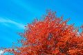 Orange red foliage of a tree against a bright blue sky Royalty Free Stock Photo