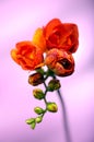 Orange or red freesia with water drops on lila background, blooming flower Royalty Free Stock Photo