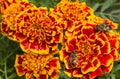 Orange and red French marigold