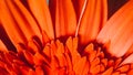 Orange Red Gerbera Flower Background Royalty Free Stock Photo