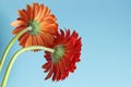 Orange and red gerbera flower on blue background Royalty Free Stock Photo