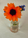 Orange red Gerbera, Transvaal daisy and blue flower in a glass vase table decoration on gray background. Royalty Free Stock Photo