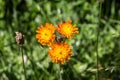 Orange-red hawkweed in the meadow Royalty Free Stock Photo