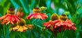 Orange and red Helenium flowers Royalty Free Stock Photo