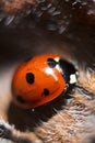 Orange and red ladybug in a bud with hair