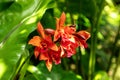 Orange red Laeliocattleya Fire Dance Patricia orchid