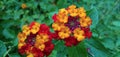 Orange and red lantana Small drop of rain on the flower back green leaf beautiful flower wonderful looking raindrop water