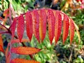 Orange red leaf with water drops Royalty Free Stock Photo