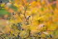 Orange and red leaves of a blueberry bush in the forest on late autumn day Royalty Free Stock Photo