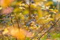 Orange and red leaves of a blueberry bush in the forest on late autumn day Royalty Free Stock Photo