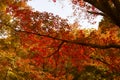 Orange and red leaves in a tree during autumn in Shinjuku Gyoen National Garden, Tokyo, Japan