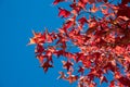 Orange Red Maple Leaf and branch isolate on blue sky background Royalty Free Stock Photo