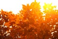 Orange and red maple leaf on the tree