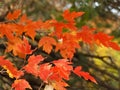 Orange Red Maple Leaves are vibrant in Autumn Royalty Free Stock Photo