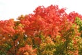 Orange/Red maple tree