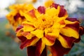 Orange-red marigold flower close-up. Selective focus Royalty Free Stock Photo