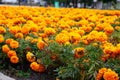 Orange and red marigolds grow in summer floral ornamental garden, selective focus. Tagetes flowers on flowerbed. Colorful flowers