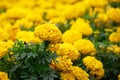 Orange and red marigolds grow in summer floral ornamental garden, selective focus. Tagetes flowers on flowerbed. Colorful flowers