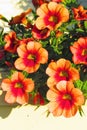 Orange and red million bells flowers in white window box Royalty Free Stock Photo