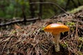 An Orange and red mushroom, green moss and drie brown pine trees needles at background into forest. Royalty Free Stock Photo