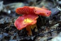 Orange Red Mushrooms Royalty Free Stock Photo