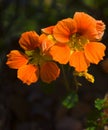 Orange red Nasturtium flower in Kfar Glikson Israel. Royalty Free Stock Photo